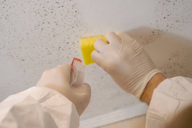 Best Biohazard Mold Removal  in Quitman, MS